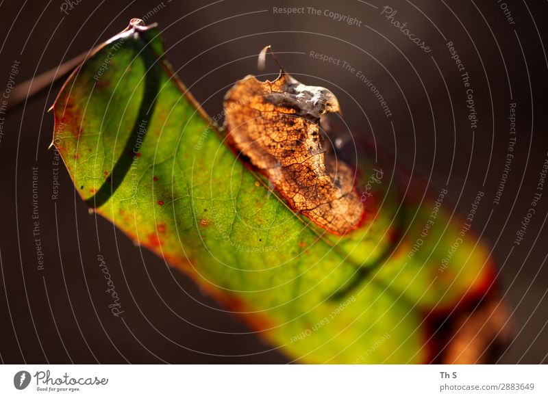 Blatt Natur Pflanze Frühling Herbst Winter verblüht ästhetisch authentisch einfach elegant natürlich braun grün rot schwarz Gelassenheit geduldig ruhig