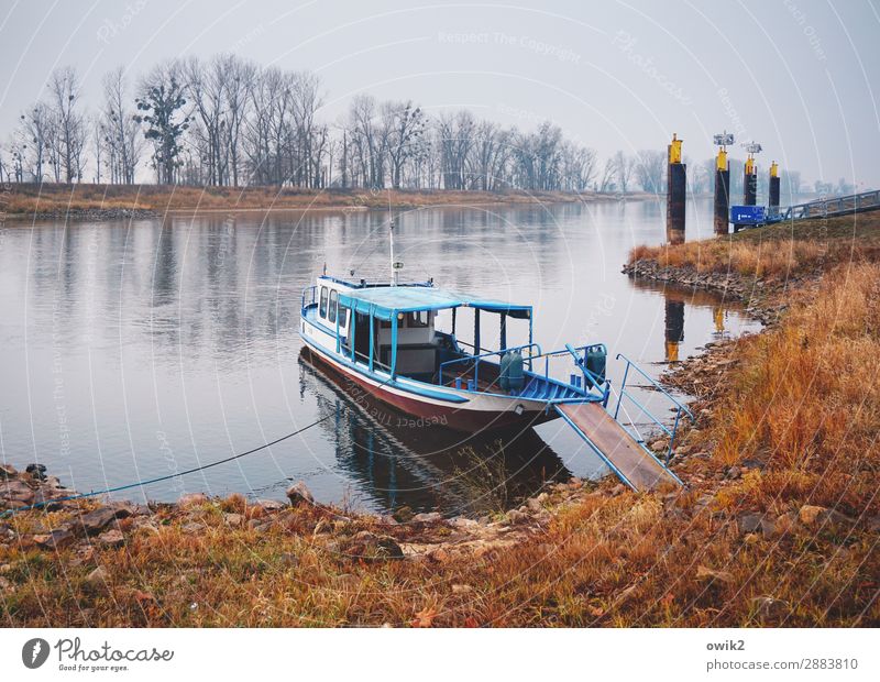 Kurz vor Wittenberg Umwelt Natur Landschaft Pflanze Wasser Himmel Horizont Herbst Baum Gras Sträucher Flussufer Elbe Sachsen-Anhalt Deutschland Verkehrsmittel