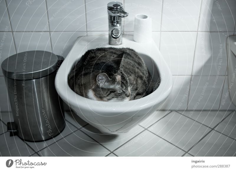 Wie die Faust aufs Auge! Toilettenpapier Wohnung Innenarchitektur Bad Bidet Müllbehälter Fliesen u. Kacheln Wasserhahn Tier Haustier Katze 1 liegen schlafen