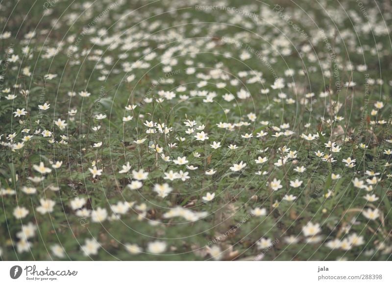 frühling Umwelt Natur Landschaft Pflanze Blume Blatt Blüte Grünpflanze Wildpflanze natürlich wild grün weiß Farbfoto Außenaufnahme Menschenleer Tag