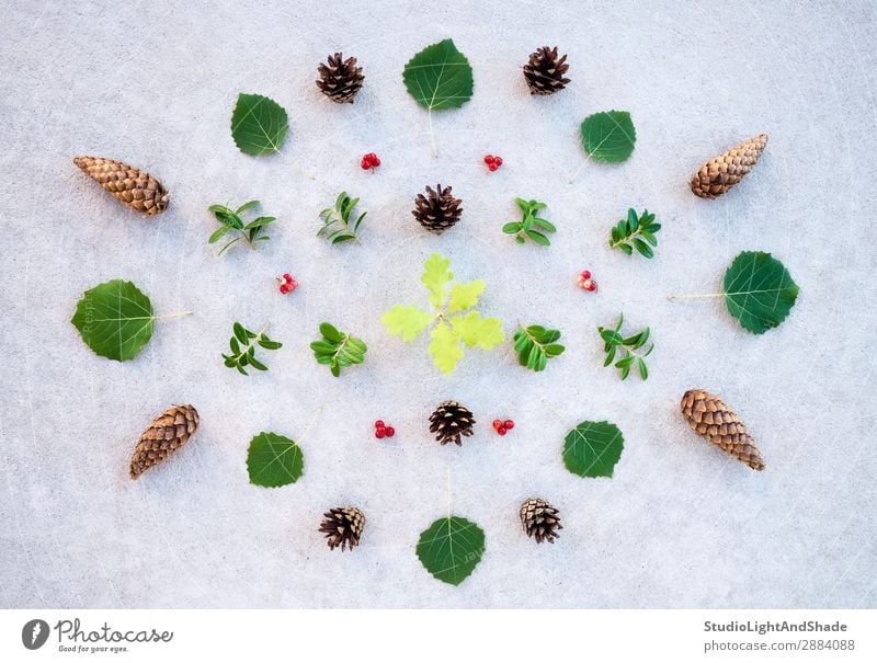 Sammlung von Sommerwaldpflanzen Natur Pflanze Urelemente Baum Blatt Wald Stein Beton natürlich wild braun grau grün Farbe Kreativität Ordnung Symmetrie Tanne