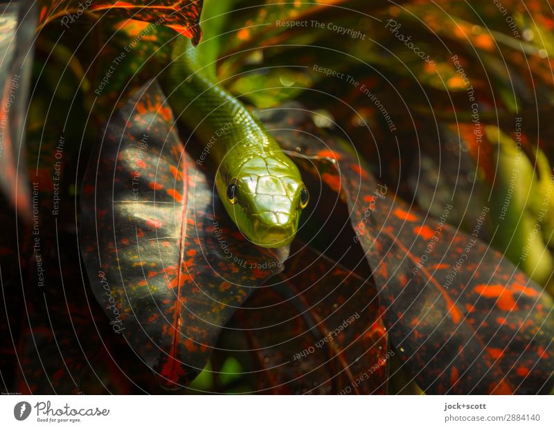 beinah hautnah Mamba Tier Pflanze Blatt exotisch Urwald Afrika Tiergesicht Aquarium Grüne Mamba 1 klein Stimmung Schutz Wachsamkeit bedrohlich Natur Gift