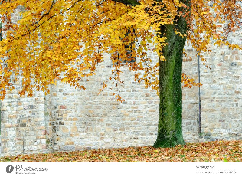 Stadtbaum Kunst Museum Magdeburg Sachsen-Anhalt Europa Altstadt Menschenleer Bauwerk Kunstmuseum Kloster Mauer Wand Sehenswürdigkeit Denkmal Baumstamm Blatt