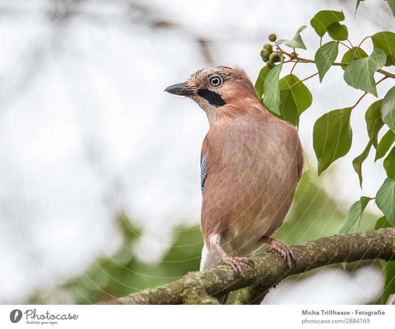 Aufmerksamer Eichelhäher Natur Tier Himmel Sonnenlicht Schönes Wetter Baum Blatt Zweige u. Äste Wildtier Vogel Tiergesicht Flügel Krallen Schnabel Auge