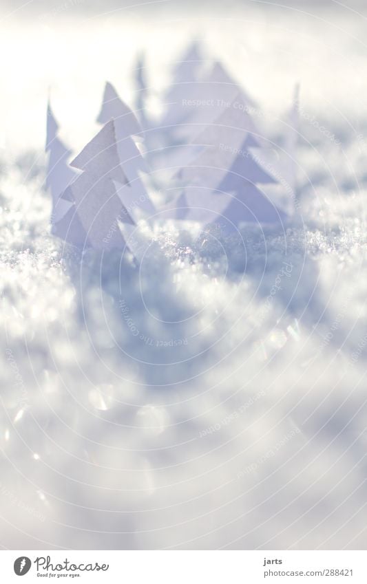 kleine weiße welt Natur Landschaft Pflanze Winter Schönes Wetter Eis Frost Schnee Baum Freundlichkeit glänzend hell kalt natürlich Gelassenheit ruhig Papier