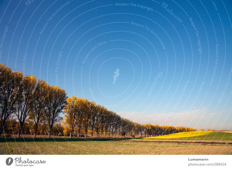 Wegweiser Umwelt Landschaft Wolkenloser Himmel Herbst Schönes Wetter Feld Verkehrswege Ferne groß schön Beginn Idylle Ferien & Urlaub & Reisen