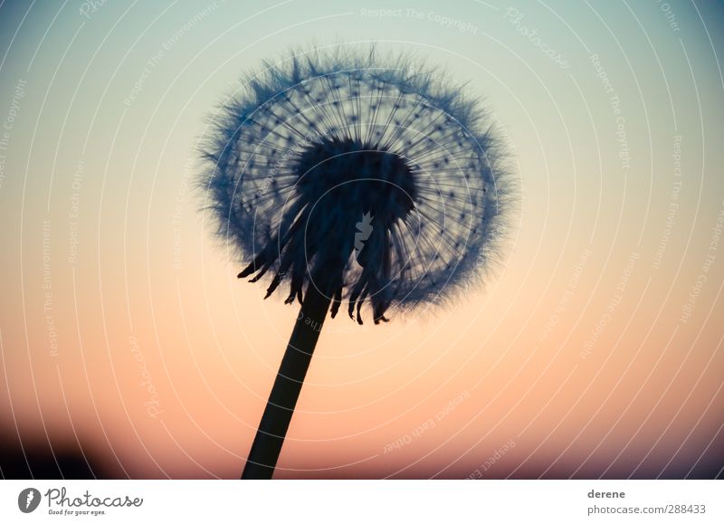 Pusteblume Silhouette Garten Gartenarbeit Landwirtschaft Forstwirtschaft Umwelt Natur Landschaft Pflanze Himmel Sonnenaufgang Sonnenuntergang Löwenzahn Kugel