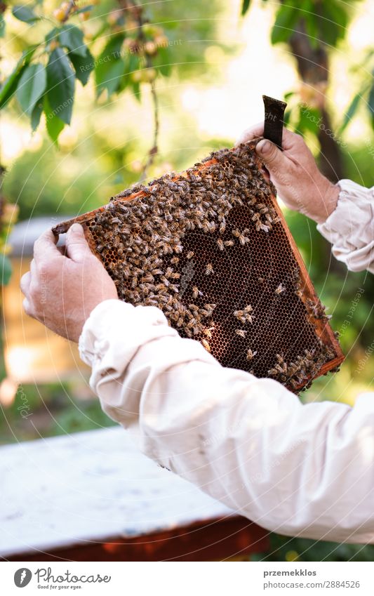 Imker, der im Bienenstock arbeitet. Sommer Arbeit & Erwerbstätigkeit Mensch Mann Erwachsene Natur Tier zeichnen natürlich Ackerbau Bienenkorb Bienenzucht