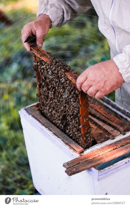 Imker, der im Bienenstock arbeitet. Sommer Arbeit & Erwerbstätigkeit Mensch Mann Erwachsene Natur Tier zeichnen natürlich Ackerbau Bienenkorb Bienenzucht