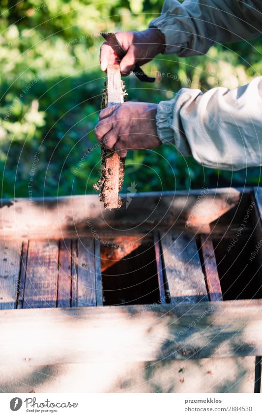 Imker, der im Bienenstock arbeitet. Sommer Arbeit & Erwerbstätigkeit Mensch Mann Erwachsene Natur Tier zeichnen natürlich Ackerbau Bienenkorb Bienenzucht