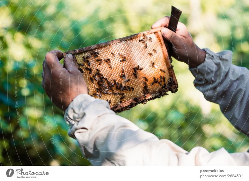 Imker, der im Bienenstock arbeitet. Sommer Arbeit & Erwerbstätigkeit Mensch Mann Erwachsene Natur Tier zeichnen natürlich Ackerbau Bienenkorb Bienenzucht