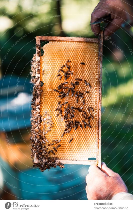 Imker, der im Bienenstock arbeitet. Sommer Arbeit & Erwerbstätigkeit Mensch Mann Erwachsene Natur Tier zeichnen natürlich Ackerbau Bienenkorb Bienenzucht