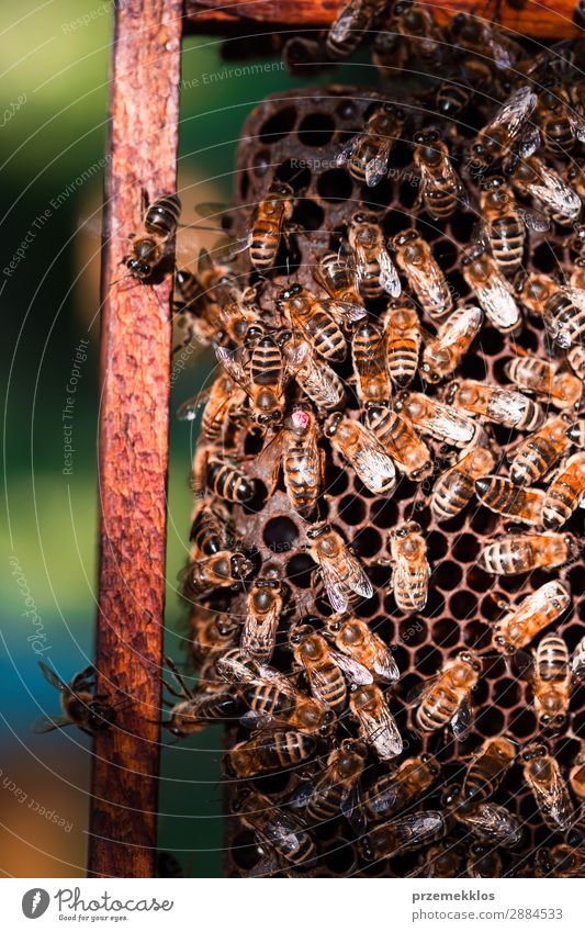 Bienenstock auf Wabe sitzend Sommer Arbeit & Erwerbstätigkeit Mensch Mann Erwachsene Natur Tier zeichnen natürlich Ackerbau Bienenkorb Bienenzucht Bienenhof