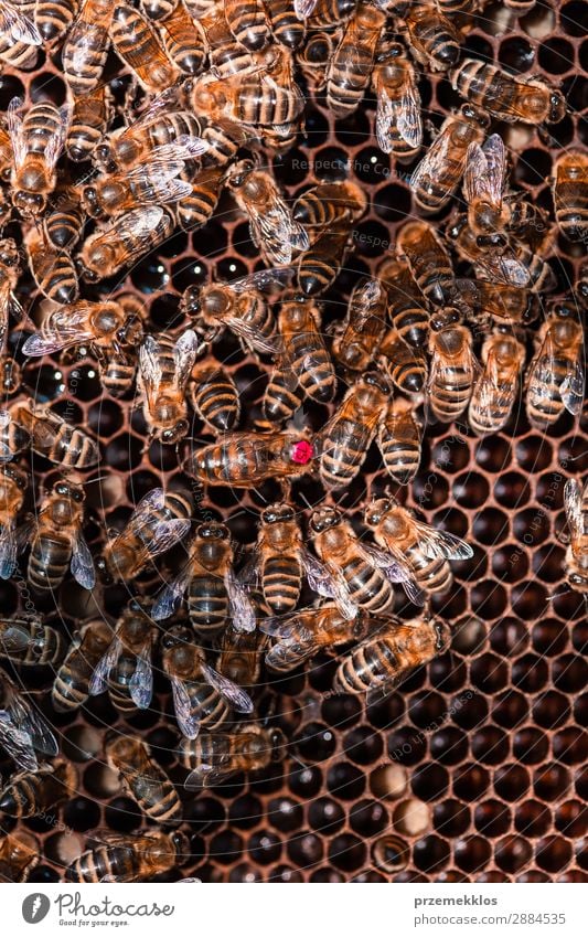 Bienenstock auf Wabe sitzend Sommer Arbeit & Erwerbstätigkeit Mensch Mann Erwachsene Natur Tier zeichnen natürlich Ackerbau Bienenkorb Bienenzucht Bienenhof