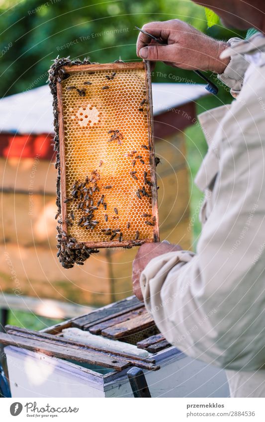 Imker, der im Bienenstock arbeitet. Sommer Arbeit & Erwerbstätigkeit Mensch Mann Erwachsene Natur Tier zeichnen natürlich Ackerbau Bienenkorb Bienenzucht