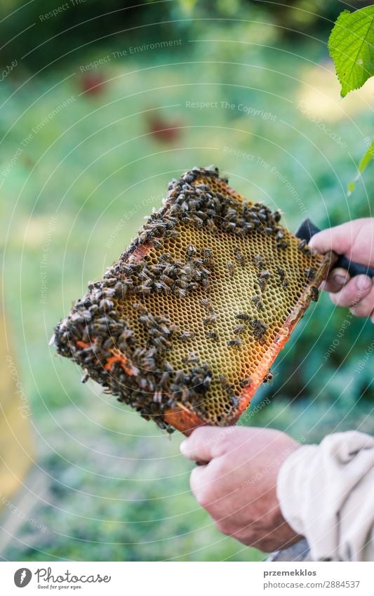 Imker, der im Bienenstock arbeitet. Sommer Arbeit & Erwerbstätigkeit Mensch Mann Erwachsene Natur Tier zeichnen natürlich Ackerbau Bienenkorb Bienenzucht