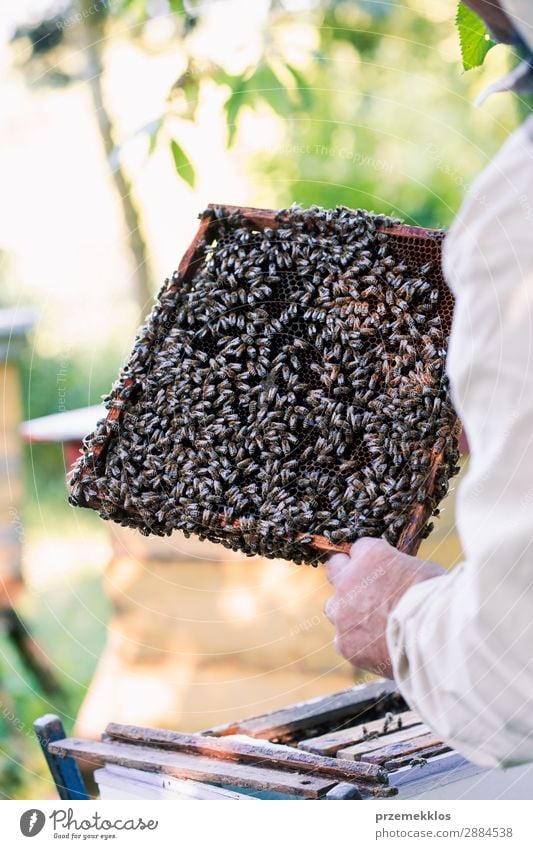 Imker, der im Bienenstock arbeitet. Sommer Arbeit & Erwerbstätigkeit Mensch Mann Erwachsene Natur Tier zeichnen natürlich Ackerbau Bienenkorb Bienenzucht