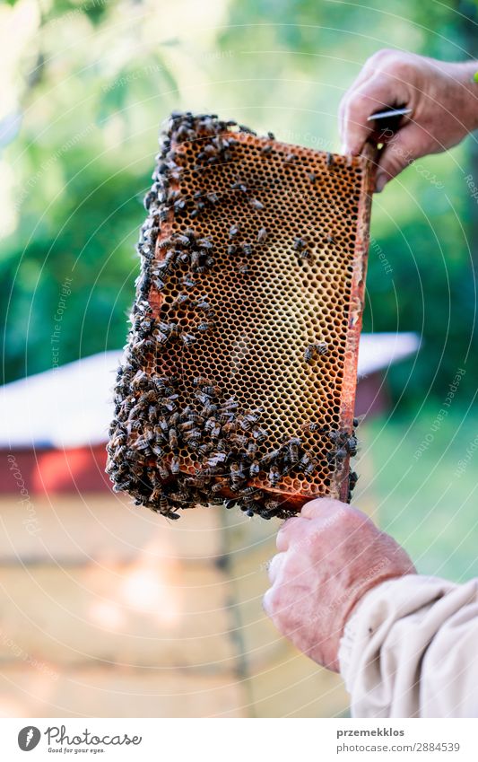 Imker, der im Bienenstock arbeitet. Sommer Arbeit & Erwerbstätigkeit Mensch Mann Erwachsene Natur Tier zeichnen natürlich Ackerbau Bienenkorb Bienenzucht