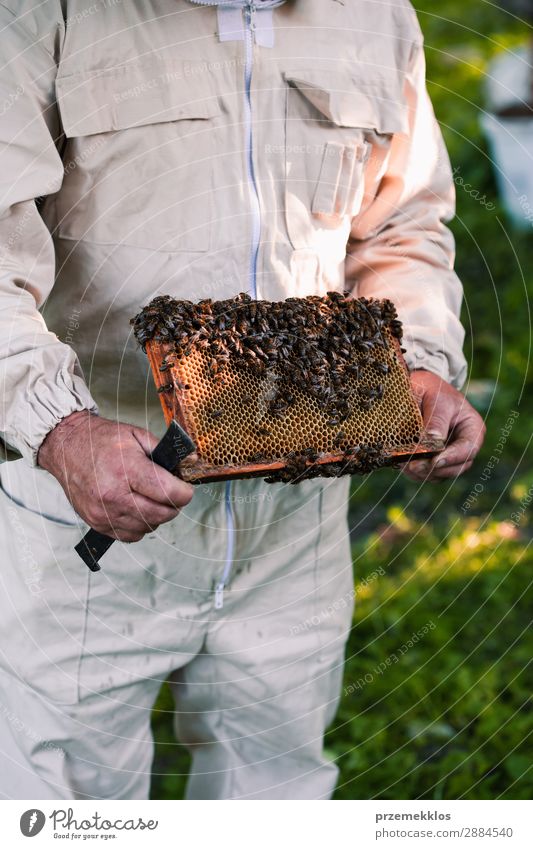 Imker, der im Bienenstock arbeitet. Sommer Arbeit & Erwerbstätigkeit Mensch Mann Erwachsene Natur Tier zeichnen natürlich Ackerbau Bienenkorb Bienenzucht