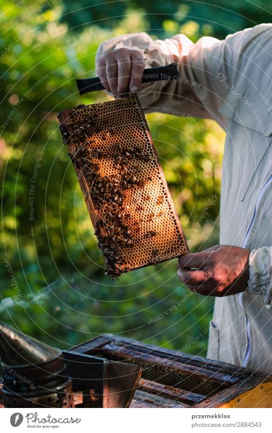 Imker, der im Bienenstock arbeitet. Sommer Arbeit & Erwerbstätigkeit Mensch Mann Erwachsene Natur Tier zeichnen natürlich Ackerbau Bienenkorb Bienenzucht