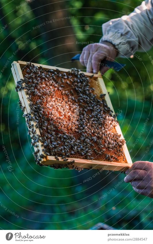 Imker, der im Bienenstock arbeitet. Sommer Arbeit & Erwerbstätigkeit Mensch Mann Erwachsene Natur Tier zeichnen natürlich Ackerbau Bienenkorb Bienenzucht