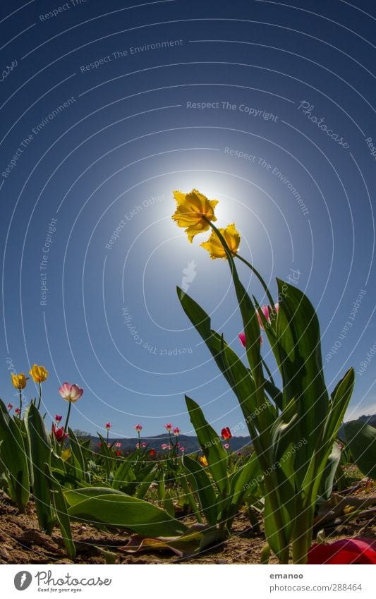 Blumenland Natur Landschaft Luft Himmel Sonne Sommer Wetter Schönes Wetter Pflanze Tulpe Blatt Blüte Topfpflanze Garten Park Feld Wachstum groß hell natürlich