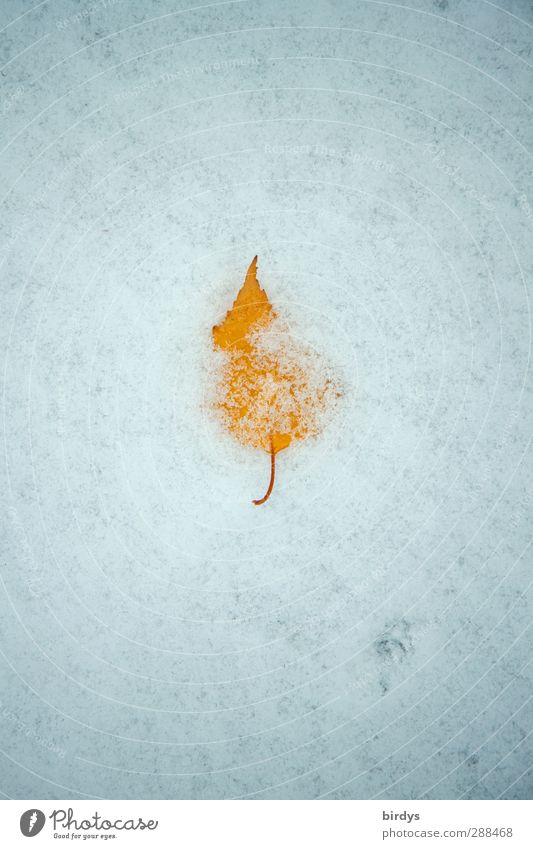 Manche lieben es kühl Winter Schnee Blatt Birkenblätter Herbstlaub leuchten schlafen ästhetisch Freundlichkeit kalt niedlich positiv Sauberkeit gelb weiß ruhig