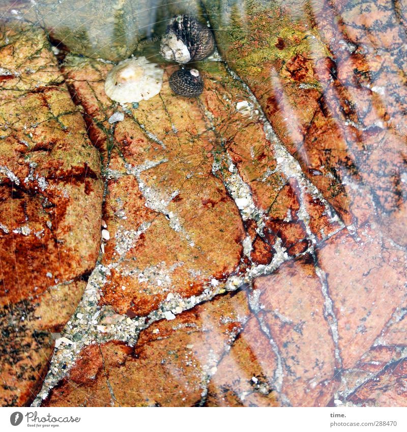 .: Wellen Küste Bucht Muschel Stein Sand Wasser Häusliches Leben ästhetisch Bewegung Ewigkeit Kreativität Kunst nackt Natur Reichtum Umwelt Vergänglichkeit