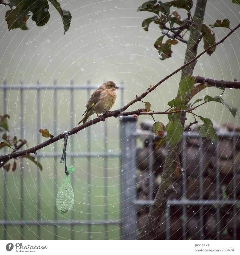 he, nachschub! Natur Winter Eis Frost Schnee Schneefall Baum Apfelbaum Obstbaum Garten Tier Wildtier Vogel 1 beobachten Essen Fressen frieren füttern lernen