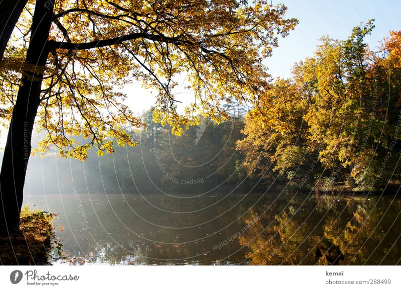 Bärensee, the day after Ausflug Stuttgart Umwelt Natur Landschaft Pflanze Sonne Sonnenaufgang Sonnenuntergang Sonnenlicht Herbst Schönes Wetter Nebel Baum Wald