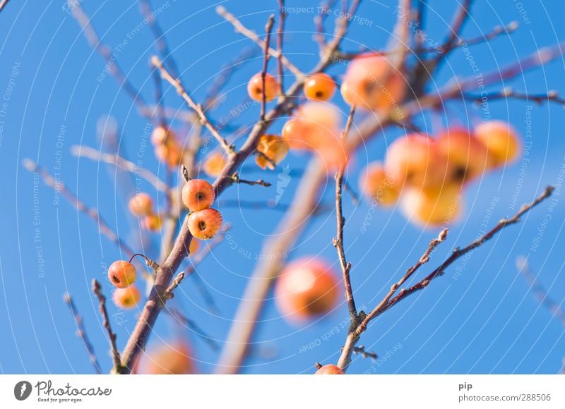 kirschapfelbaum Himmel Wolkenloser Himmel Winter Schönes Wetter Baum Apfelbaum Ast Zweig Blütenknospen blau gelb orange Frucht zwergapfelbaum kahl laublos