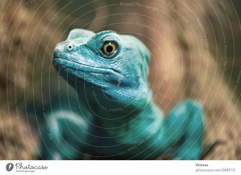 Ein Auge drauf werfen ....... Tier Tiergesicht Reptillien Echsen 1 beobachten türkis Wachsamkeit Farbfoto Unschärfe