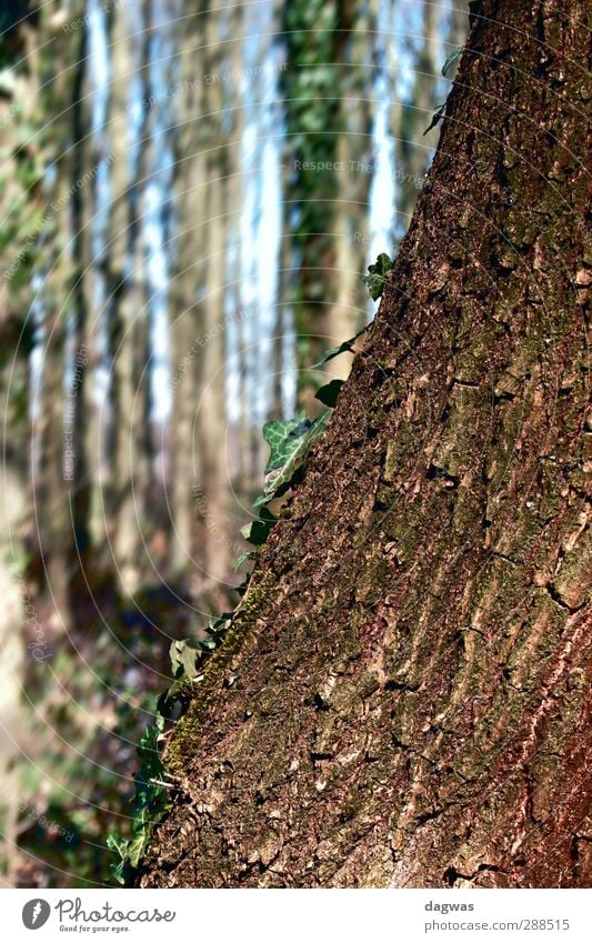 Angelehnt Umwelt Natur Landschaft Pflanze Urelemente Frühling Schönes Wetter Baum Sträucher Blatt Efeu Wald Heidelandschaft alt ästhetisch natürlich blau braun