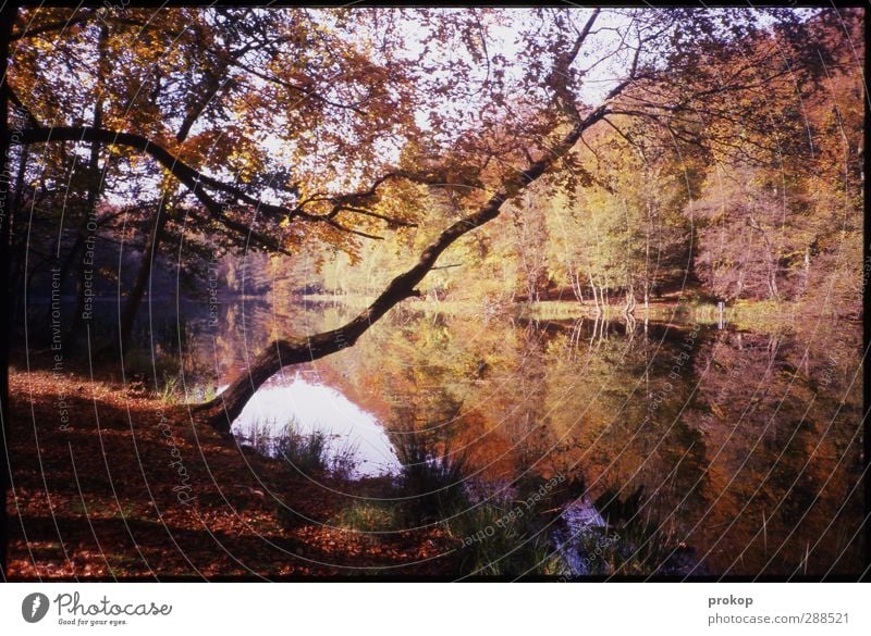 Herbstbild Umwelt Natur Landschaft Pflanze Wasser Himmel Wolken Schönes Wetter Baum Wald Küste Seeufer Moor Sumpf Teich Liepnitzsee frisch natürlich Gefühle