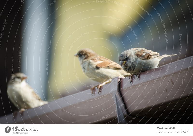 aufgefädelt Natur Tier Dachrinne Vogel Spatz Sperrling 3 Tiergruppe Kommunizieren sitzen niedlich Mut Gedeckte Farben Außenaufnahme Schwache Tiefenschärfe