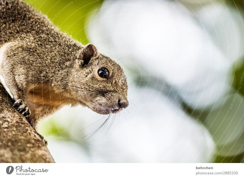 frühstückshörnchen Tierporträt Unschärfe Sonnenlicht Kontrast Licht Außenaufnahme Nahaufnahme Detailaufnahme Menschenleer Tag Farbfoto Schnurrhaar Klettern