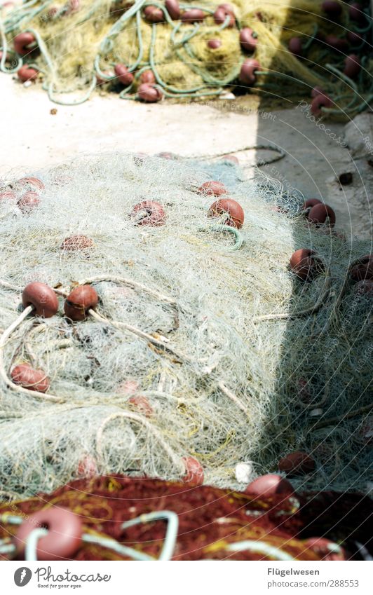 Fischig Lebensmittel Meeresfrüchte Ernährung Mittagessen Sushi Asiatische Küche Seeufer Nordsee Ostsee Teich Bach Fluss fangen Fressen Angeln