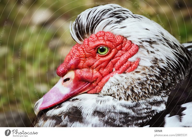 Muskovy Ente Natur Tier Vogel rot Tiere Torhuhn Bauernhofhuhn Schnabel Geldscheine kreolische Ente Kriollo Erpel Fauna Geflügel Stockente Gefieder Federvieh