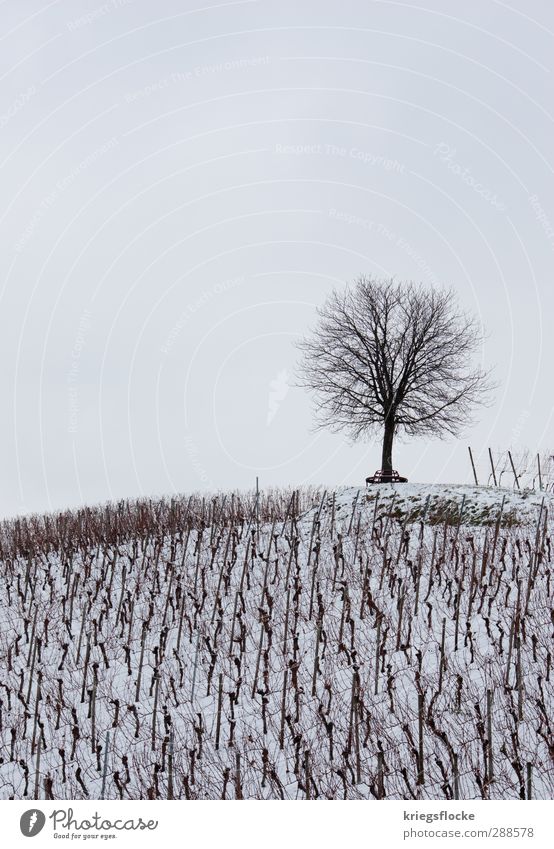 Unser Treffpunkt... Natur Landschaft Winter schlechtes Wetter Schnee Baum Nutzpflanze Feld Hügel kalt oben weiß ruhig Sorge Trauer Tod Sehnsucht Einsamkeit