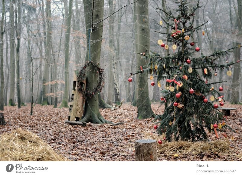 Schmucker Wald III Weihnachten & Advent Winter Baum authentisch kalt Freude Lebensfreude Religion & Glaube Tanne Weihnachtsbaum geschmückt Blatt Buchenwald