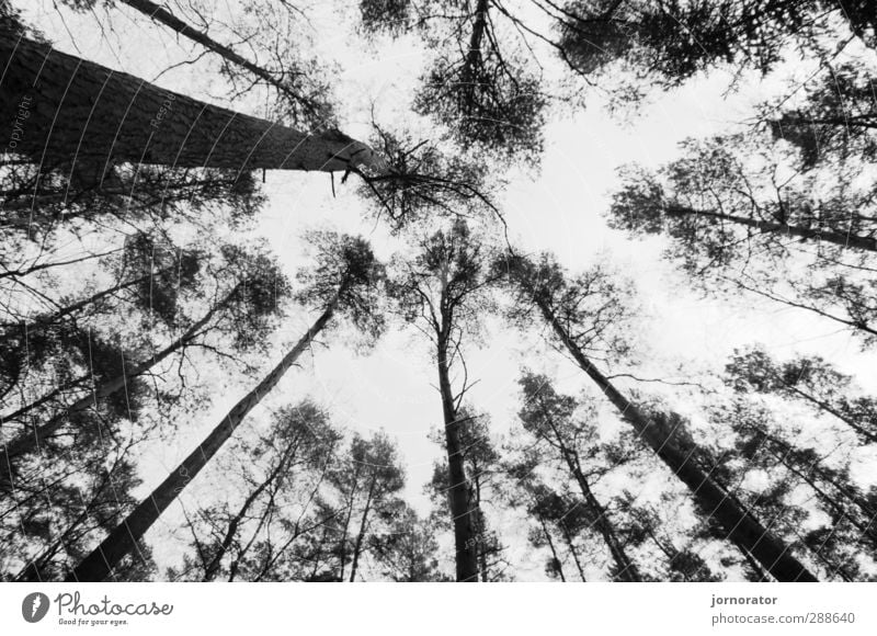 B A E U M E Umwelt Natur Pflanze Herbst Baum Wald schwarz weiß Baumkrone Baumstamm Blatt Ast dunkel Düsterwald kahl Mitte Schwarzweißfoto Außenaufnahme