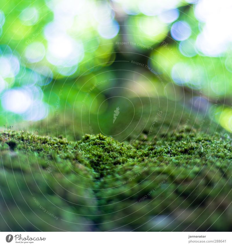 Mikro-Wiese Umwelt Natur Pflanze Himmel Sommer Schönes Wetter Baum Park Wald grün Baumkrone Baumrinde Moos Moosteppich Blätterdach Schwache Tiefenschärfe