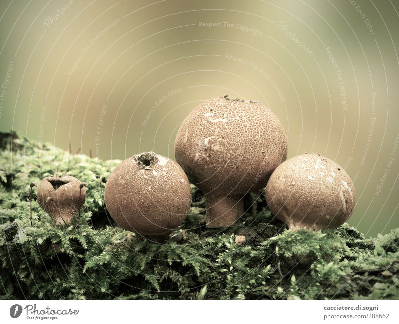 old friends Natur Pflanze Herbst Moos Pilz Bovisten Wald Kugel alt ästhetisch dunkel exotisch nah natürlich braun grün Vertrauen Sympathie Freundschaft