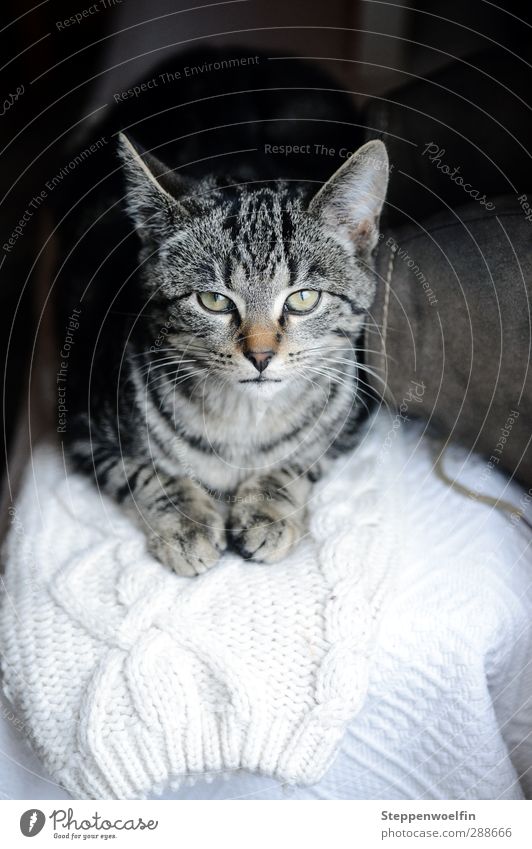 Winterkatze Tier Haustier Katze Tiergesicht Pfote 1 Tierjunges Zufriedenheit Hauskatze grün Tigerfellmuster Wärme Heizung gemütlich kuschlig Stiefel Schuhe