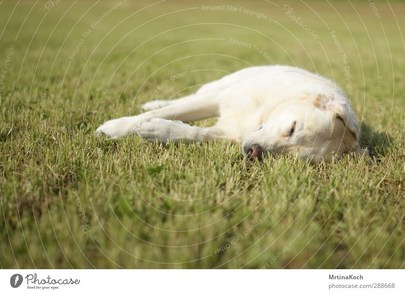 jagadamba, you might. Tier Haustier Hund 1 leuchten Liebe liegen schlafen träumen Labrador blond verträumt Farbfoto mehrfarbig Außenaufnahme Nahaufnahme