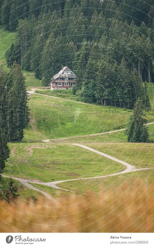 Long way home Natur Landschaft Sommer Baum Gras Haus stehen Häusliches Leben Ferne grau grün rot weiß Sicherheit Schutz Geborgenheit ruhig Einsamkeit Wald