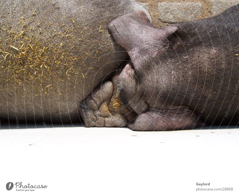 Schweine Zoo Bauernhof Hängebauch