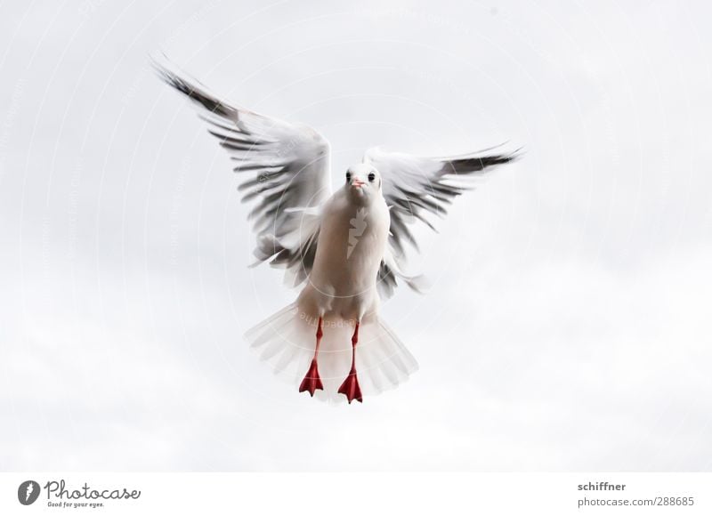 Friedenstaube in spe Tier Vogel 1 fliegen flattern Blick Flügel Tierfuß Feder Vogelflug Möwe Möwenvögel zentral betteln Himmel (Jenseits) Wolken Freiheit