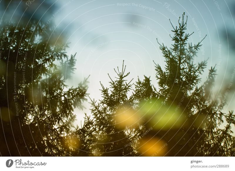 Warum? Tut weh. Umwelt Natur Wasser Himmel Herbst Pflanze Baum Blatt Wald dunkel Nadelbaum Pfütze Fleck Abbild abstrakt Klarheit diffus grün gelb Farbfoto