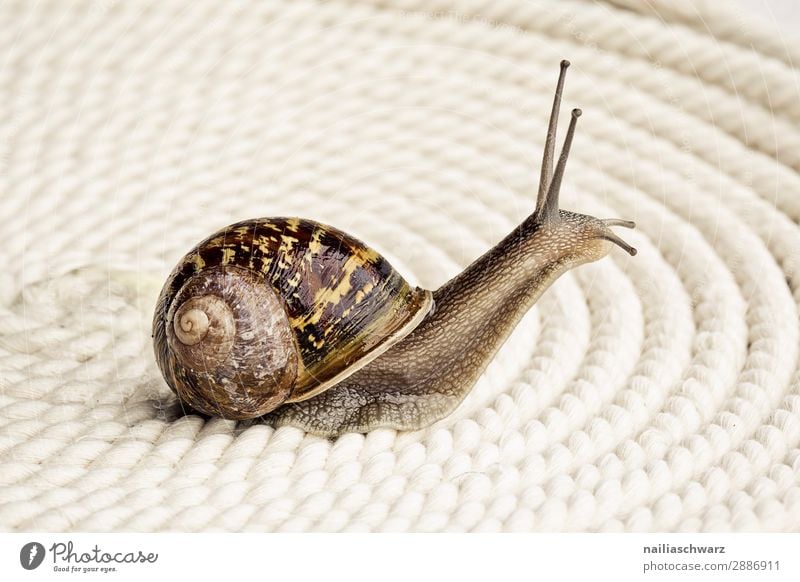 Spiralen Sommer Tier Schnecke Weichtier Weinbergschnecken Schneckenhaus Gartenschnecke 1 Zeichen Ornament Linie Schleife beobachten krabbeln Blick einfach